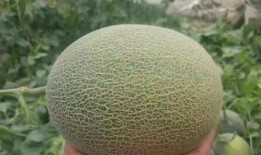 张二嫂免费请吃哈密瓜,哈密瓜盛宴共享甜蜜时光